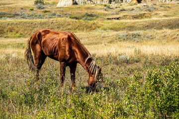 horse in the meadow © desanti6