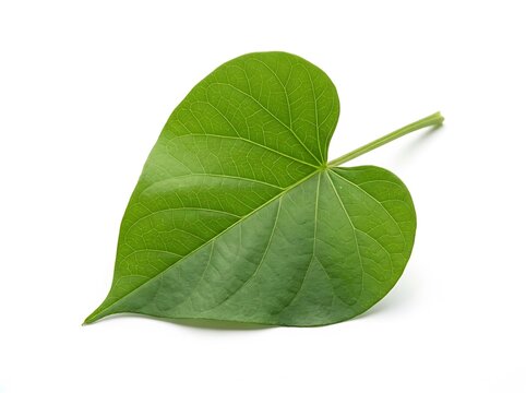 Single fresh green heart shaped leaf