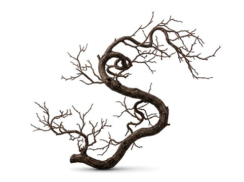 Twisted dry bare tree branch with no leaves