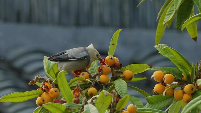 Starling bird feeding on ripe yellow loquat fruits on a tree branch with green leaves wildlife nature background