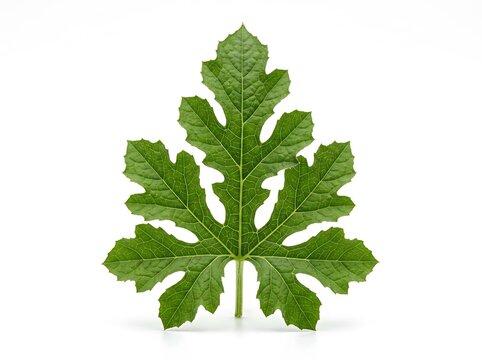 Single fresh green mulberry leaf isolated