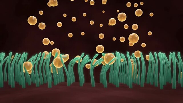 Continuous Endothelial Glycocalyx Barrier and Lipid Deflection Loop