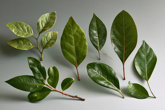 Leaf trait variation across contrasting environments