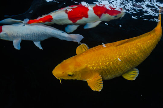 High-Angle Shot of Vibrant Japanese Koi Fish Swimming in Clear Pond Water under Bright Sunlight, Showing Detailed Scale Patterns
