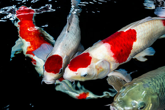 High-Angle Shot of Vibrant Japanese Koi Fish Swimming in Clear Pond Water under Bright Sunlight, Showing Detailed Scale Patterns