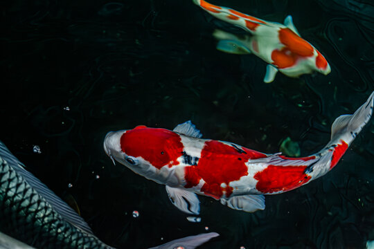 High-Angle Shot of Vibrant Japanese Koi Fish Swimming in Clear Pond Water under Bright Sunlight, Showing Detailed Scale Patterns