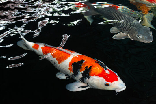 High-Angle Shot of Vibrant Japanese Koi Fish Swimming in Clear Pond Water under Bright Sunlight, Showing Detailed Scale Patterns