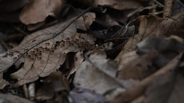 Termites are soil fauna that function as primary decomposers of plant litter in tropical rainforests.