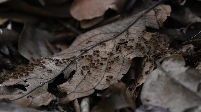 Termites are soil fauna that function as primary decomposers of plant litter in tropical rainforests.