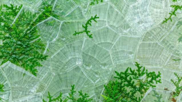 Moss Agate Green Inclusions Slice Macro Close-Up