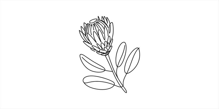 Simple black and white line drawing of a protea flower with leaves for minimalist botanical art and floral design