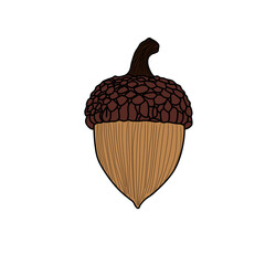 Hand drawn oak nut acorn for autumn seasonal design © Miftachul