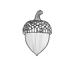 Hand drawn detailed acorn outline vector for autumn coloring page or design © Miftachul