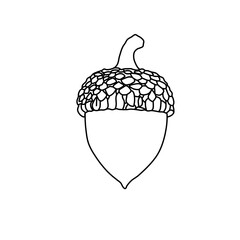 Hand drawn detailed acorn outline vector for autumn coloring page or design © Miftachul