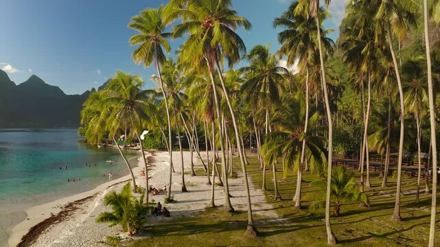 Aerial view showing a beautiful tropical beach in Moorea, French Polynesia, with people enjoying the turquoise water and sandy shore lined by lush green palm trees, with mountains in the background