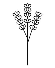 Obraz premium Lavender sprig blooms for oil labels and herbal tea packaging