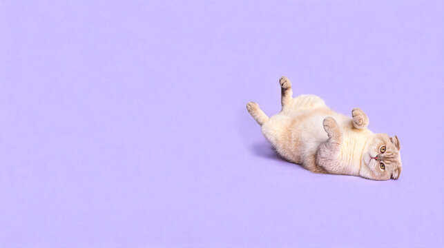 Scottish Fold cat lying on back on a plain light purple background