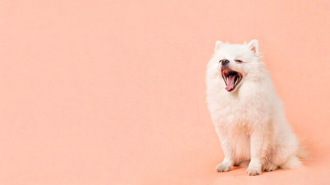 White fluffy dog yawning widely on a plain light orange background