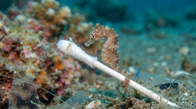 Seahorse wrapped around discarded cotton swab on reef floor