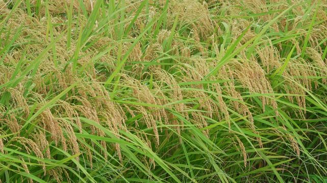 収穫直前のたわわに実る稲・田んぼ（斜めから）
