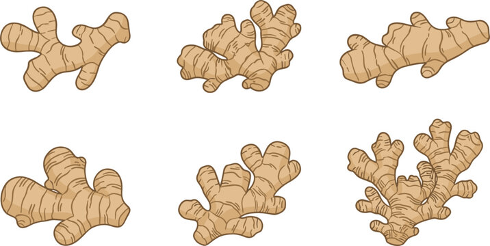 Fresh organic ginger root collection with detailed hand drawn sketch illustrations isolated on a white background vector