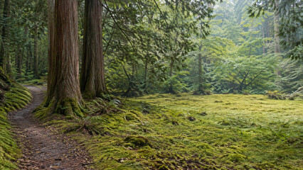 Obraz premium Mossy clearing in a quiet cedar forest in soft morning light