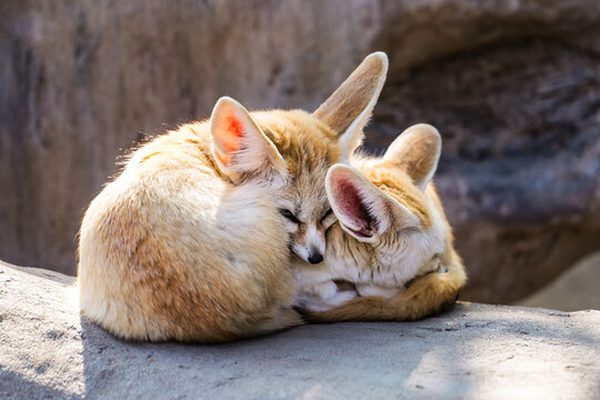 A pair of fennec foxes snuggling together and comfortably sleeping in the sunlight