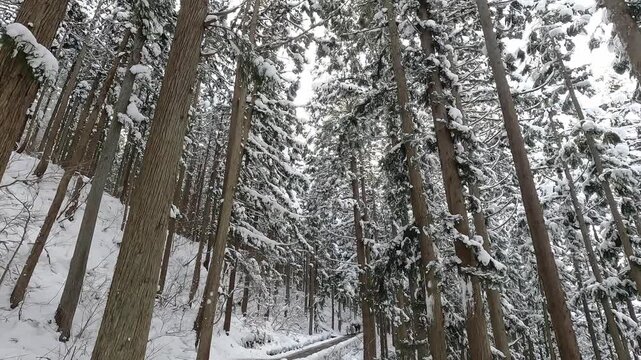 地獄谷野猿公苑へ続く雪深い杉林の遊歩道