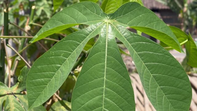Macro view of fresh cassava leaf surface, tropical plant foliage background