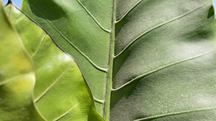 Close-up of green Philodendron leaf texture with natural vein pattern © ev