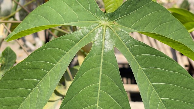 Close-up texture of fresh green cassava leaf with detailed veins in natural light