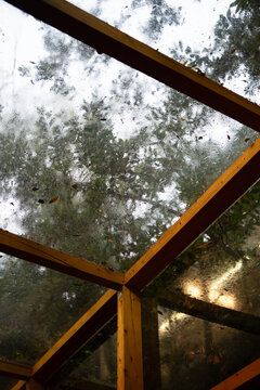 Raindrops and moisture cover transparent glass roof supported by wooden beams. Blurred trees and daylight remain visible through wet glass after rainfall during humid weather outside.