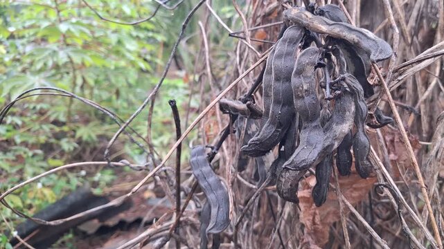 Dried Mucuna pruriens seed pods hanging on dead vines in natural agricultural garden environment