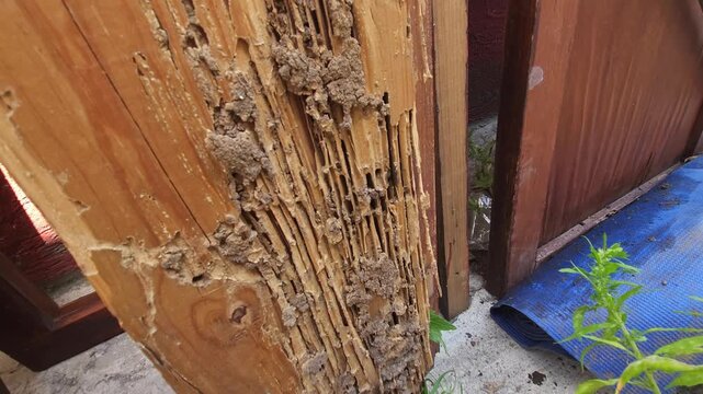 Close up view of decayed wood structure damaged by subterranean termites