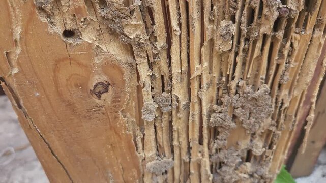 Severe termite damage on wooden structure with hollowed out grain macro shot
