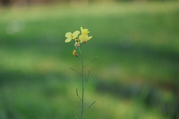 Yellow Mustard Flowers On Slender Green Stem © Puddle Duck Creative