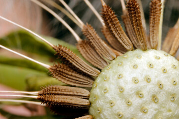 Dandelion seed head with dried bracts, close-up of Taraxacum flower structure © AlMacro