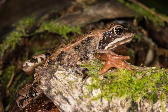 Common frog Rana temporaria on mossy bark, close-up of European amphibian in forest habitat