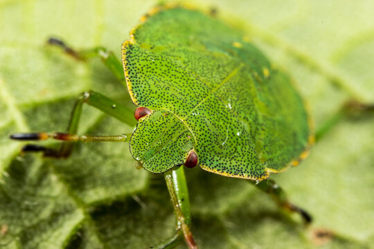 Green shield bug Palomena viridissima nymph on leaf, macro close-up of textured insect