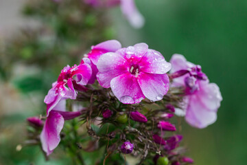 Obraz premium Vibrant pink and purple panicle phlox Phlox paniculata with dewdrops, delicate flower texture