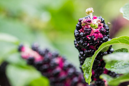 American pokeweed Phytolacca americana with glossy black berries and pink stems, close-up macro