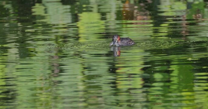 Little grebe Tachybaptus ruficollis swimming in green pond water while holding shrimp in beak, natural wildlife hunting behavior, documentary , slow motion.