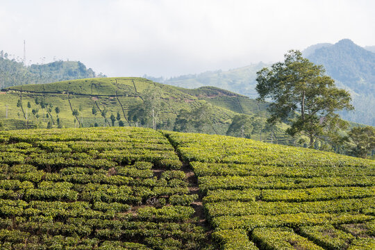 Scenic tea plantations covering the rolling hills of Rancabali, Ciwidey, West Java, Indonesia, under a beautiful natural landscape.