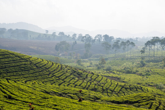 Scenic tea plantations covering the rolling hills of Rancabali, Ciwidey, West Java, Indonesia, under a beautiful natural landscape.