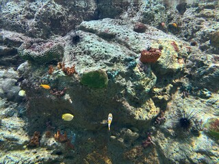 Coral reefs and fish © ASS