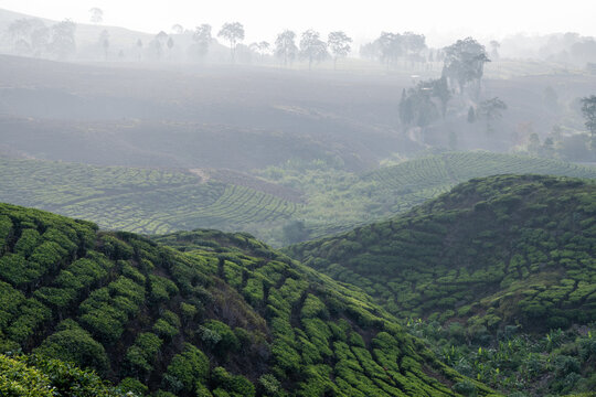 Scenic tea plantations covering the rolling hills of Rancabali, Ciwidey, West Java, Indonesia, under a beautiful natural landscape.