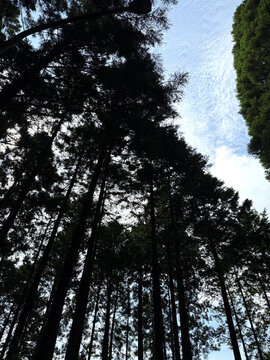 Looking up at tall cedar trees against the sky