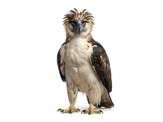 Obraz premium Owl Standing on White Background, Bird of Prey in Natural Pose