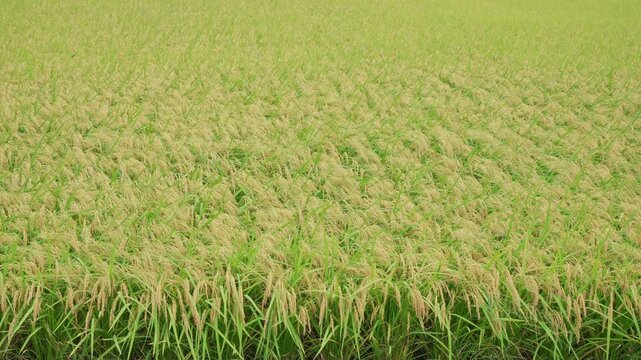 収穫直前のたわわに実る稲・田んぼ（ズームイン）