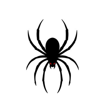 tarantula png transparent